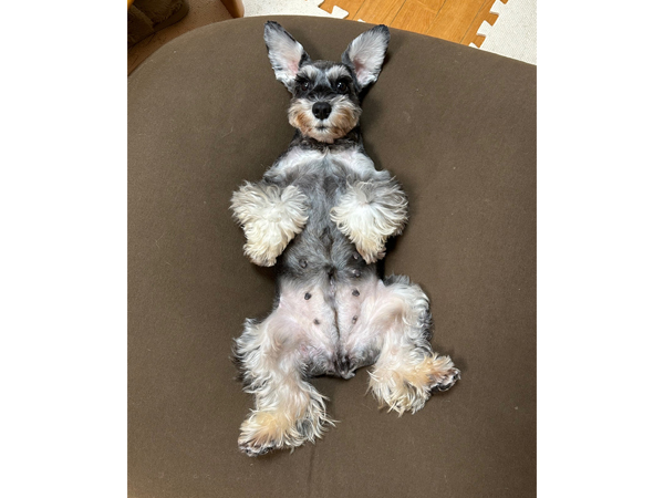 モデル犬卒業後、里親さん宅での様子♪～リアンちゃん～